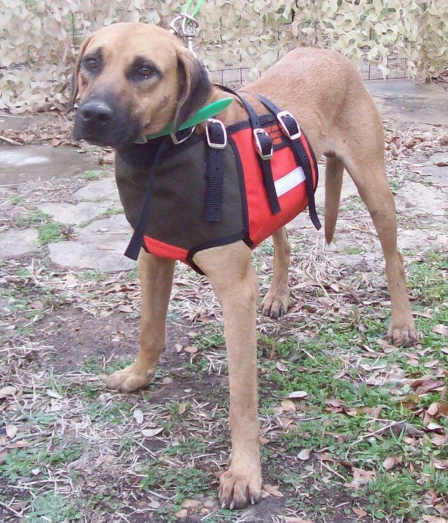 Bay vest store for hog dogs